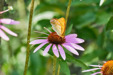 Çok renkli kelebek nymphalidae Amiral, ekinezinin mor çiçeğinin tadını aldı..