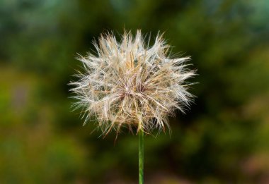 Tüylü bir karahindiba tohumu kafasının yakın çekimi, bulanık yeşil bir arka plan üzerine kurulmuş, doğanın narin güzelliğini sembolize ediyor..