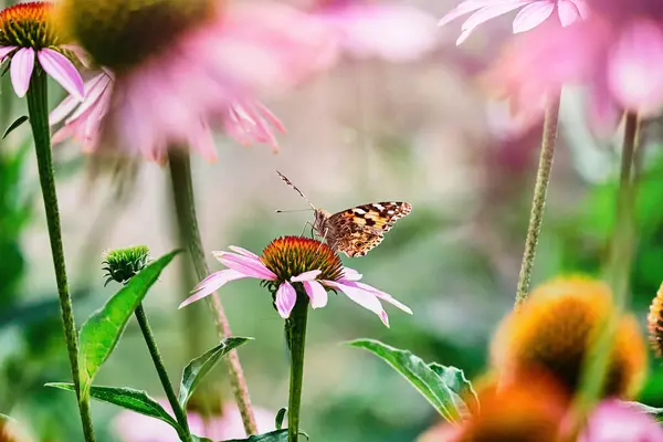 Çok renkli kelebek nymphalidae Amiral, ekinezinin mor çiçeğinin tadını aldı..