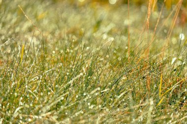 Çimlerin üzerindeki sabah çiği güneş ışığıyla bir bokeh etkisi yaratıyor. Doğa, tazelik ve sükunetle ilgili konular için mükemmel..