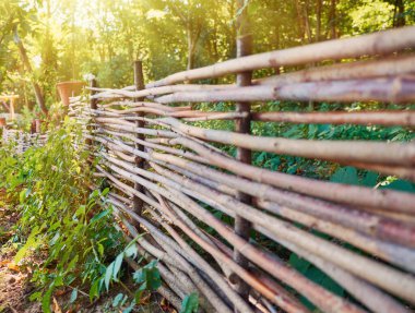 Kırsal dokuma ahşap bir çit, canlı yeşilliklerle çevrili, yemyeşil bir bahçe boyunca uzanır. Doğal çitler pürüzsüz bir şekilde ormanın arka planına karışıyor..