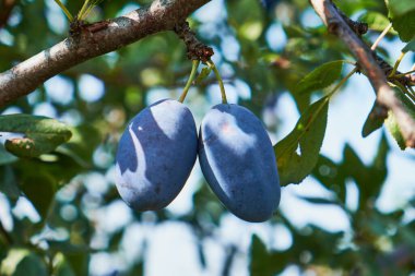 Yeşil yaprakları ve bulanık arka planı olan bir ağaç dalından sarkan iki olgun, mavi eriğin yakın çekimi. Güneş ışığı meyvelerin üzerinde yumuşak gölgeler oluşturur, dokusunu ve rengini vurgular..