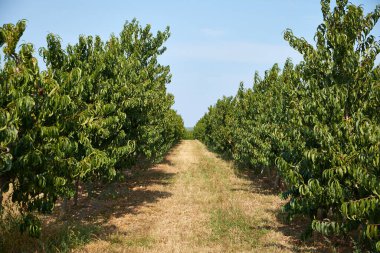 Berrak mavi bir gökyüzünün altına uzanan meyve ağaçlarıyla dolu yemyeşil bir meyve bahçesi. Görüntü, tarım, doğa ve taze üretim temaları için ideal tarım güzelliğini gözler önüne seriyor..