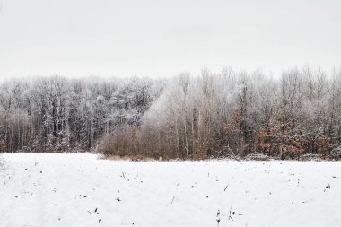 Arka planda karla kaplı bir tarlası ve ormanı olan sakin bir kış manzarası. Karın hafif tozuyla çıplak ağaçlar gri gökyüzünün altında huzurlu ve sakin bir atmosfer yaratır..