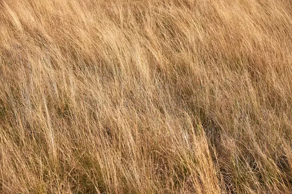Rüzgarda sallanan altın kuru otların yakın plan görüntüsü kırsal alanda huzurlu bir sonbahar gününün özünü yakalıyor..