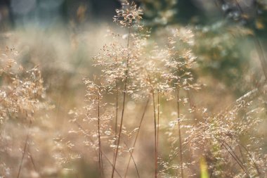 Yumuşak altın çimenler rüzgarda hafifçe sallanıyor, ılık güneş ışığında banyo yapıyor. Narin saplar ve tohumlar rüya gibi bir bokeh etkisi yaratır. Doğanın basit anlarının güzelliğini ve sükunetini yakalar..