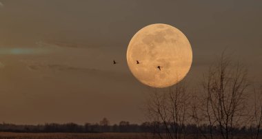 Stork flies in front of a full moon over a field, a serene scene capturing the ethereal beauty of nature under the night sky. Background for Halloween. Mystical spirit of the night. clipart