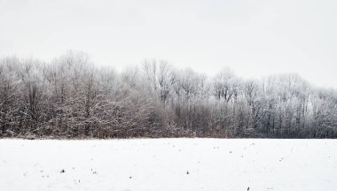 Arka planda karla kaplı bir tarlası ve ormanı olan sakin bir kış manzarası. Karın hafif tozuyla çıplak ağaçlar gri gökyüzünün altında huzurlu ve sakin bir atmosfer yaratır..