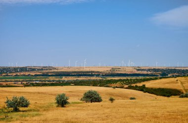 Uçsuz bucaksız, güneşli bir arazi. Uzakta rüzgar türbinleri var. Altın çimenler ve açık mavi gökyüzü kırsal alanda yenilenebilir enerjinin güzelliğini yakalıyor..
