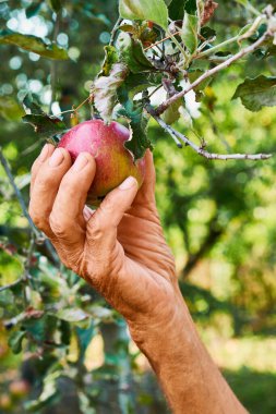 Ağaç dalından olgun bir elma toplayan yaşlı bir elin yakın çekimi hasatı ve doğayla bağlantıyı simgeliyor. Yeşil, bulanık arka plan meyve ve ele odaklanmayı arttırır..