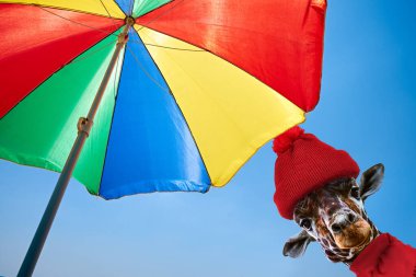 Renkli bir plaj şemsiyesinin altında parlak mavi bir gökyüzüne karşı duran, yaz atmosferini kış kıyafetleriyle harmanlayan kırmızı bereli bir zürafanın garip görüntüsü. Benzersiz yerlerde Noel kutlamaları.