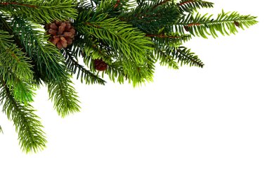 Beyaz arka planda kahverengi kozalaklı yeşil çam dalları var. Noel ya da kış tatili teması için ideal, mevsimsel dekoru ve doğayı sembolize eden şenlikli ve doğal bir element..