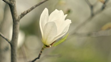 İlkbaharın başlarında, narin bir ağacın dalında yetişen beyaz manolya çiçeğinin yakın plan çekimi, doğanın yeniden doğuşunun güzelliğini ve saflığını vurguluyor..