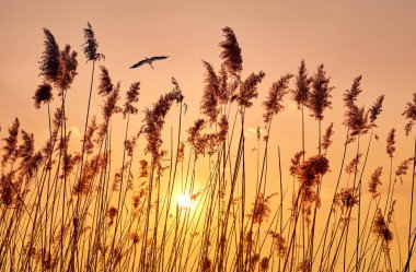 Gökyüzünde uçan bir kuşla birlikte uzun kamışların üzerinde altın gün batımı. Doğanın ılık tonları huzurlu ve huzurlu bir atmosfer yaratır. Arka plan, doğa temaları ve sükunet kavramları için mükemmel..