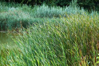 Bereketli yeşil kamışlı ve kadife kuyruklu balinalar sulak bir arazide suyun kenarında büyüyorlar. Yoğun bitki örtüsü sakin gölete yansıyarak zengin biyolojik çeşitliliğe sahip huzurlu bir doğal ortam yaratıyor..