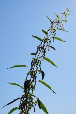 Yeşil yapraklı ve açık mavi gökyüzüne çiçek asan uzun ısırgan otunun yakın çekimi. Düşük bir açıyla doğal güneş ışığından yakalanmış..