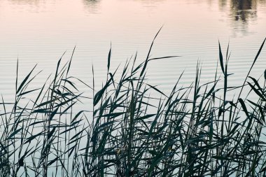Uzun sazlıklar sakin sularda yavaşça sallanarak huzurlu ve doğal bir göl manzarası oluşturur. Sudaki yumuşak dalgalar gökyüzünün pastel renklerini yansıtıyor. Huzur ve sükunet hissi uyandırıyor..