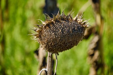 Bulanık yeşil arka planda kurumuş ayçiçeği başı. Kırsal ya da tarımsal bir ortamda yaz sonu ya da sonbahar başlangıcı sahnesi.