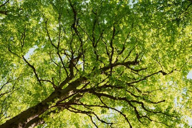 Parlayan yeşil yapraklar ve uzun bir ağacın dalları arasından parlayan güneş ışığı, parlak bir bahar ya da yaz gününde aşağıdan yakalanır..