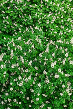 Baharda yemyeşil yaprakları ve beyaz pembe çiçekleri olan çiçek açan at kestanesi ağacı. Aesculus hipokastanum yaprakları yakın plan, canlı doğal arkaplan.