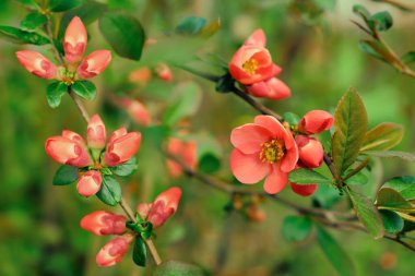 Canlı mercan kırmızısı bıldırcın çiçekleri, taze yeşil yapraklı bir dalda çiçek açarlar. Yumuşak odaklı arka plan çiçeklerin narin güzelliğini arttırır, baharı sembolize eder, yenilenmeyi..