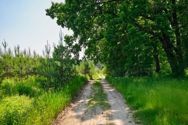 Yaz ormanı manzaralı kırsal toprak yolda yemyeşil ve uzun çam ağaçları, meşe dallarından süzülen güneş ışığı, barışçıl doğal çevreye doğru yol alıyor..