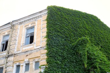 Sarmaşık kaplı eski terk edilmiş bir bina. Çürüyen mimari ve yemyeşil yeşillikler arasındaki zıtlık yaz günü ön cepheye tırmanıyor..