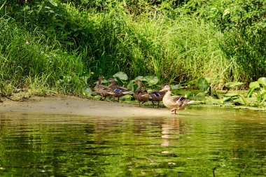 Nehir kıyısında yeşil sazlıklar ve su yansımalarıyla yürüyen bir grup vahşi ördek. Göl veya göl kenarındaki kuşların olduğu yaz doğa sahnesi.