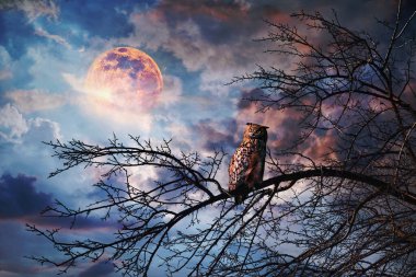 Dolunay ve renkli bulutlarla dramatik gece gökyüzüne karşı bir ağaç dalına tünemiş baykuş. Vahşi yaşam ve gizemli doğa sahnesi.