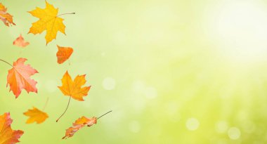 Autumn background with colorful falling maple leaves on a soft green sunny bokeh backdrop. Seasonal natural scene with bright sunlight and vibrant colors.