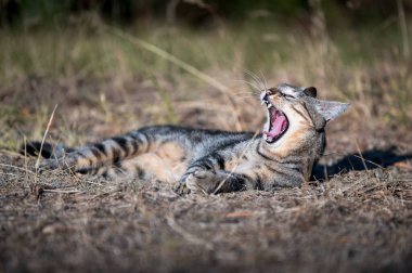 Güzel ev kedisi. Kırsal kesimde kedi hayatı. Uyuyan kedi.
