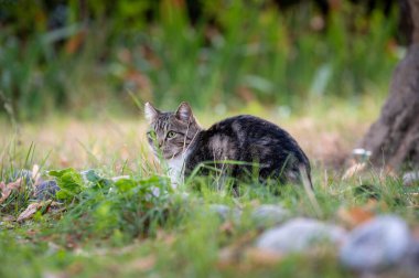 Güzel ev kedisi. Kırsalda kedi hayatı