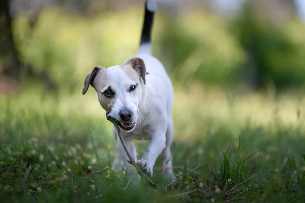 Jack Russsel Dışarıda Koşuyor Mutlu Köpek — Stok fotoğraf