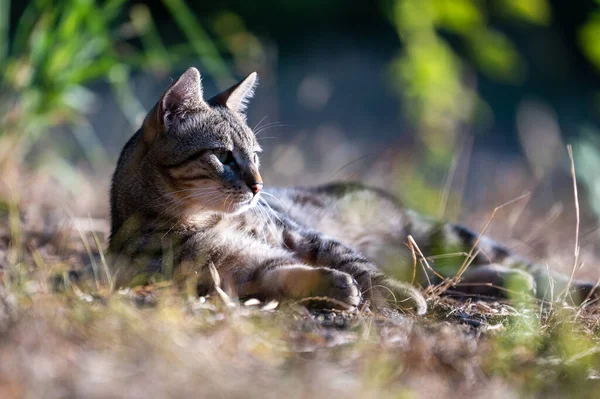beautiful tabby domestic cat outdoor. cat life in countryside