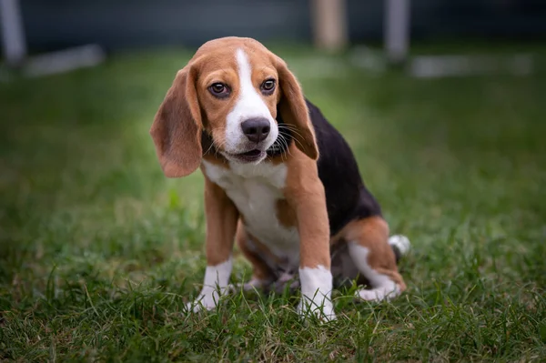 Beagle Κουτάβι Κάθεται Στο Γρασίδι — Φωτογραφία Αρχείου