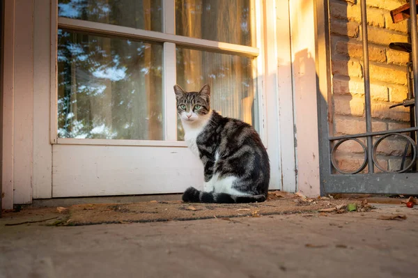 Güzel evcil kedi evinin yanında oturuyor. Kırsalda kedi hayatı