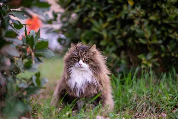 Vacker Långhårig Katt Äng Sittande Gräset Blåsig Dag — Stockfoto