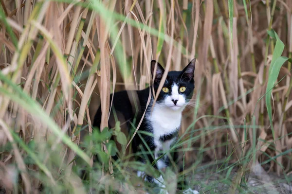 Siyah beyaz kedi çimlerin üzerinde oynuyor, kameraya bakıyor.