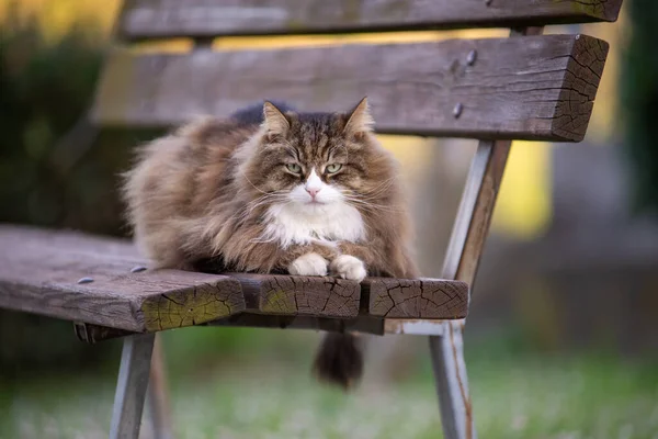 Pelzige Katze Liegt Auf Einer Parkbank — Stockfoto