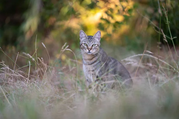 Beautiful Domestic Cat Sitting Outdoor Cat Life Countryside — Stock Photo, Image