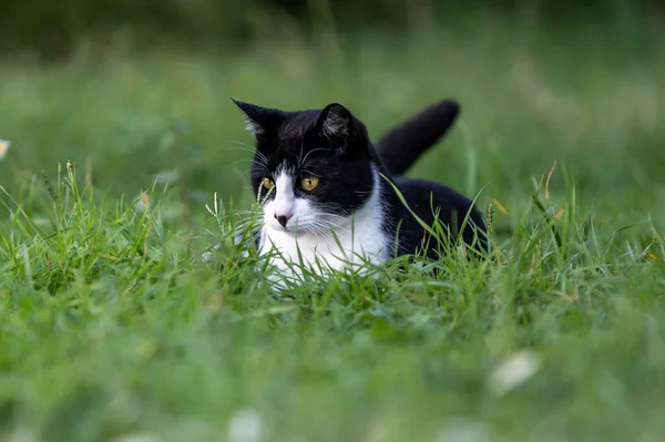 Bahçedeki güzel siyah beyaz kedi. Sarı gözlü kedi..
