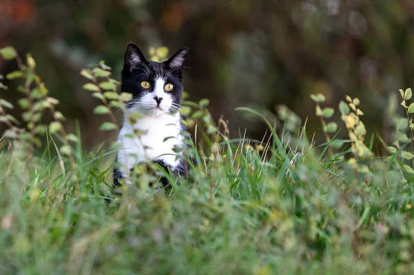 Frumos Negru Alb Pisică Tânără Grădină Ochi Galbeni Pisica — Fotografie, imagine de stoc