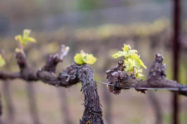 Mevsimin ilk yapraklarının büyüdüğü çıplak üzüm bağları.