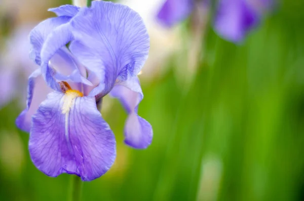 Belle Fleur Violette Lumière Naturelle — Photo
