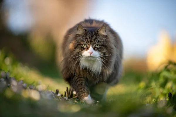 아름다운 머리의 고양이가 초원에서 — 스톡 사진