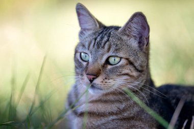 close-up of a cat on the grass looking far. green eyes.