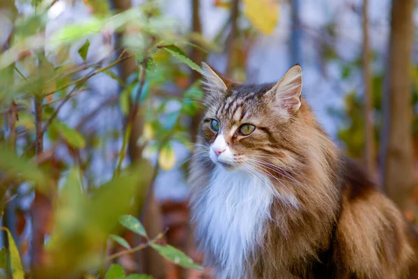 norwegian forest cat sitting in the garden. green eyes.