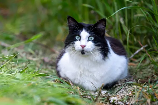 black and white  cat on the grass  portrait. long hair cat