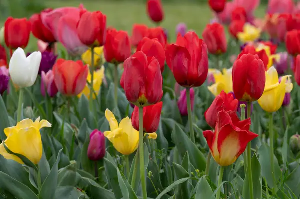 colorful tulips in a field, spring, colors, happy, purple red green yellow