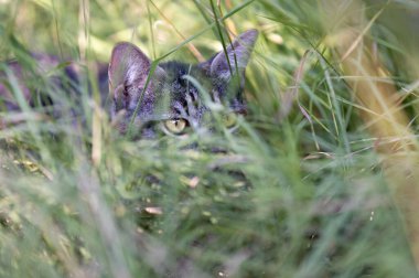 Kedi çimenlerde saklanıyor.